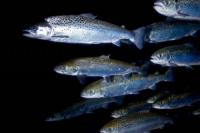 Приморье: наблюдаются крупнейшие за 20 лет скопления рыб