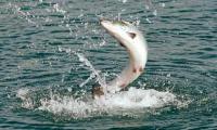 Дальневосточный лососевый совет рассмотрел ожидаемый вылов тихоокеанских лососей в 2011 г.