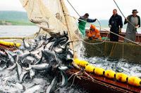 Северная Атлантика: российские рыбаки недоосвоили 19 % национальной квоты