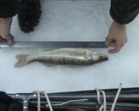 Сезон подледного лова в самом разгаре: начались проверки и замеры уловов рыбаков в Калининградской области