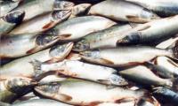 Рыбодобывающие предприятия Магаданской области получили квоты на вылов 29 153 тонн минтая в 2011 году