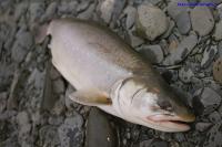 Сахалин: 4 рыболова признаны виновными в незаконной добыче водных биологических ресурсов