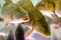 Росрыболовство: обсуждены проблемы астраханского рыбоводства