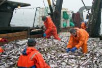 Рыбная отрасль Карелии: общий вылов за 2010 г. на 10 тыс. тонн оказался выше уровня предыдущего года