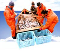 Приморский край: рыбохозяйственные предприятия получат государственные дотации