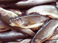В прошлом году экспорт морепродуктов из Норвегии в РФ поставил абсолютный рекорд