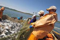 Рыбная отрасль РФ: устранен таможенный парадокс
