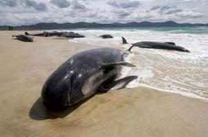 Мексиканские морские пехотинцы спасли кита, выбросившегося на берег