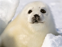 Таможенный союз ЕврАзЭС защитит детенышей гренландского тюленя